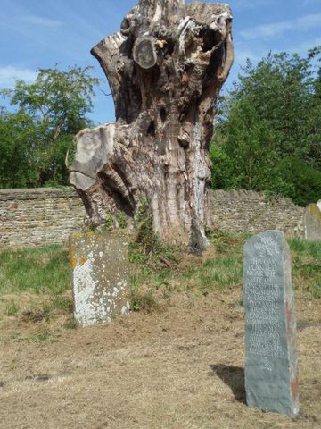 Installation 13 - with the sad old sycamore.JPG
